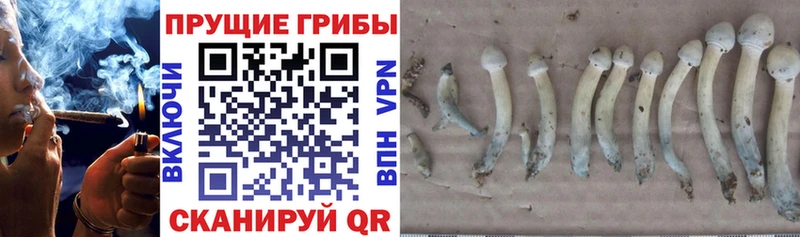 Галлюциногенные грибы MAGIC MUSHROOMS  купить  сайты  Белогорск 